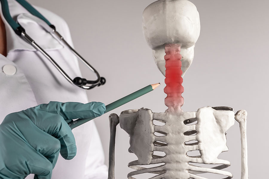 medico señalando en modelo las cervicales